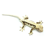 Lily White Crested Gecko