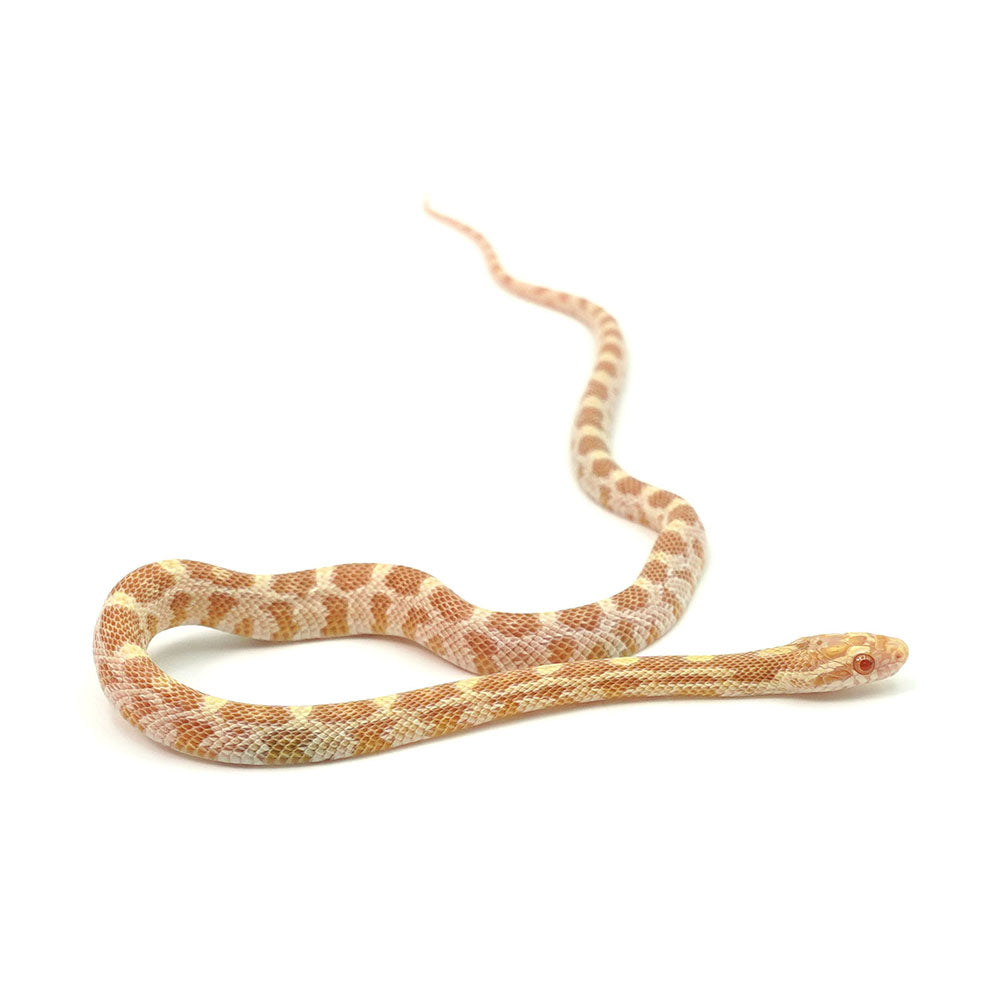 Butter Corn Snake