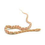 Butter Corn Snake