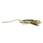 Lily White Crested Gecko