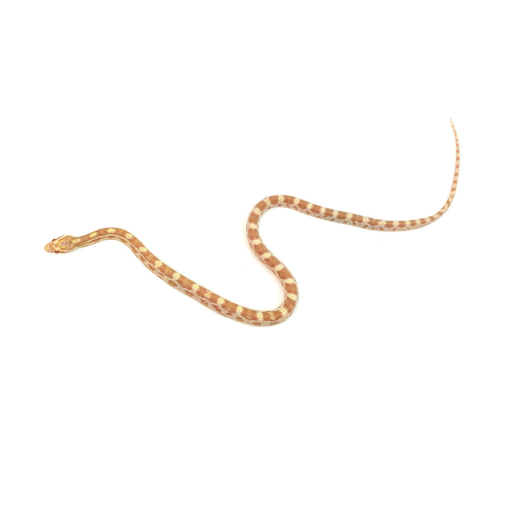 Butter Corn Snake