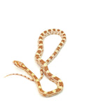 Butter Corn Snake