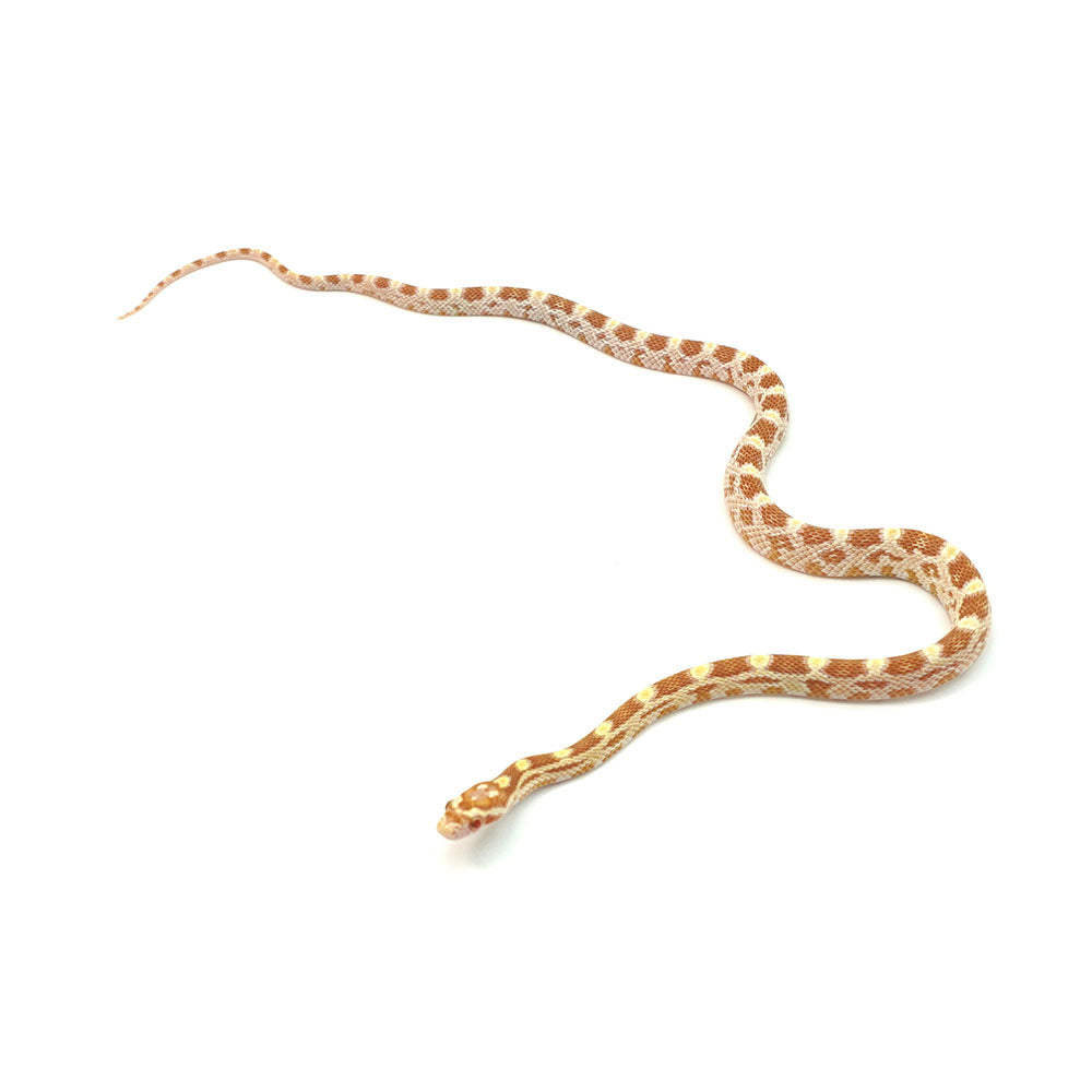 Butter Corn Snake