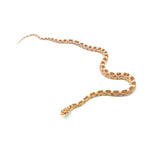 Butter Corn Snake