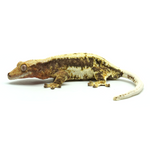 Lily White Crested Gecko