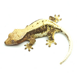 Lily White Crested Gecko