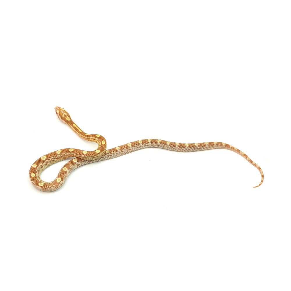 Butter Motley Corn Snake