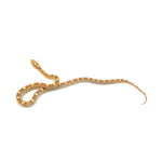 Butter Motley Corn Snake