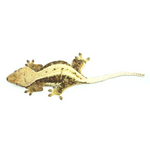 Lily White Crested Gecko