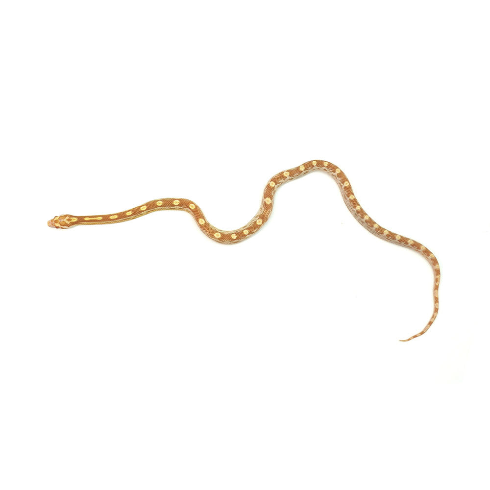 Butter Motley Corn Snake