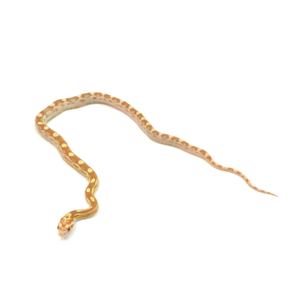 Butter Motley Corn Snake
