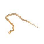 Butter Motley Corn Snake