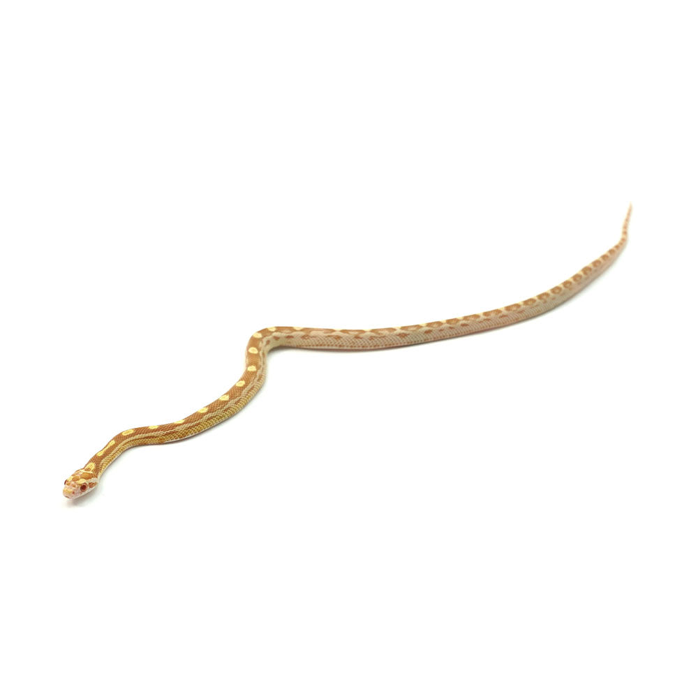 Butter Motley Corn Snake
