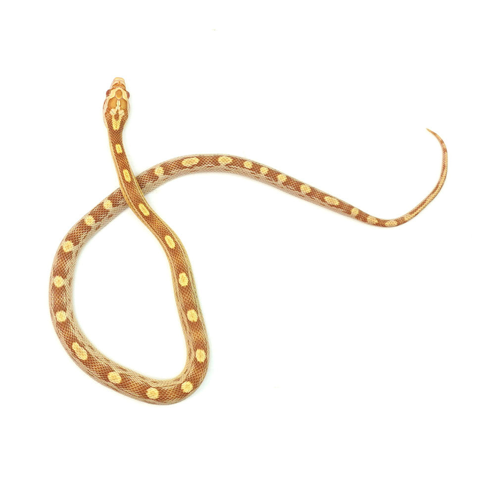 Butter Motley Corn Snake