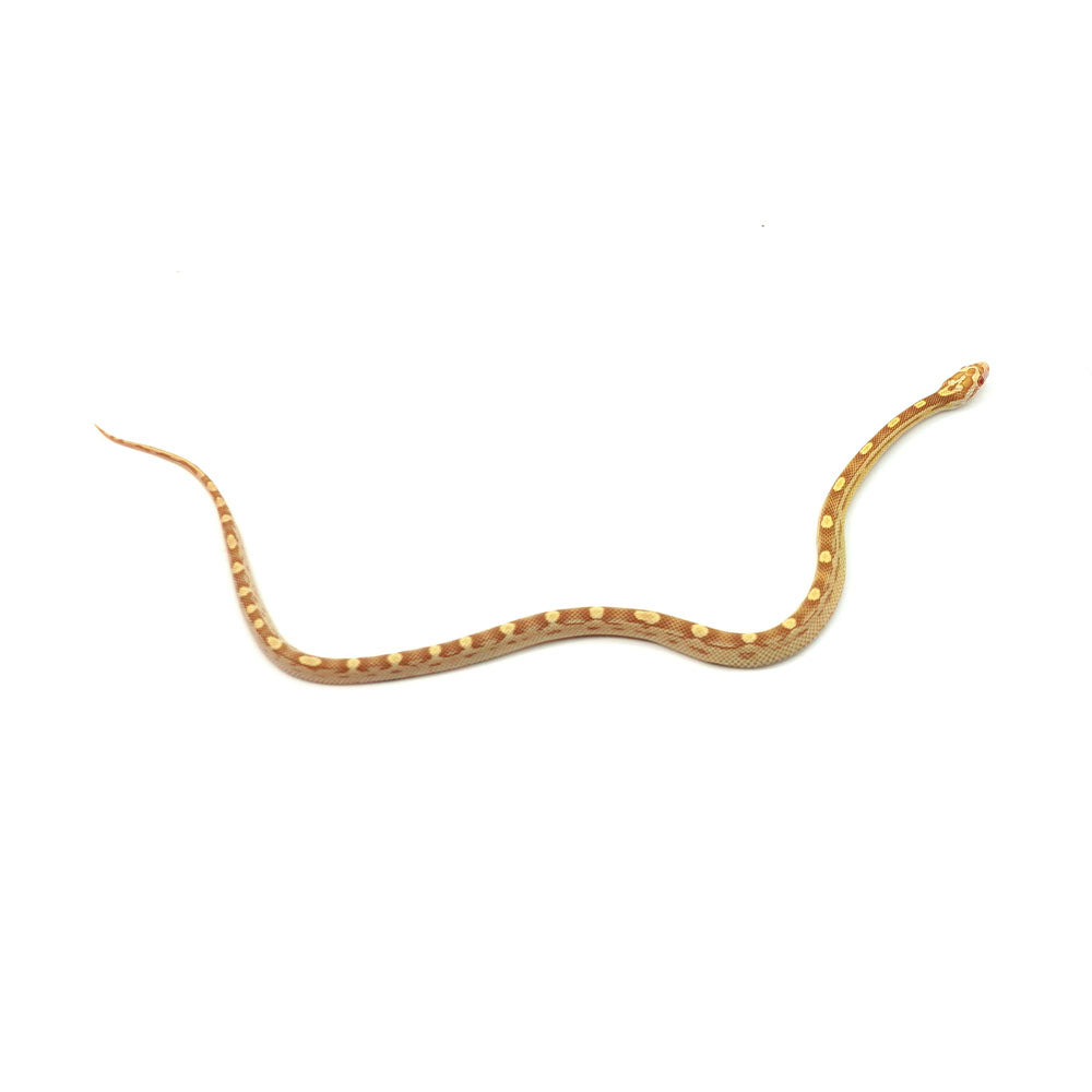 Butter Motley Corn Snake