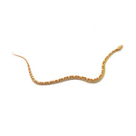 Butter Motley Corn Snake