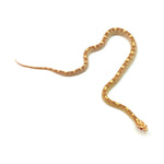 Butter Motley Corn Snake