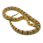 Highland Herbs Yellow Nuevo Leon Kingsnake
