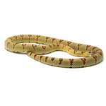 Highland Herbs Yellow Nuevo Leon Kingsnake