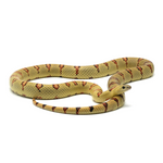 Highland Herbs Yellow Nuevo Leon Kingsnake