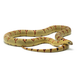 Highland Herbs Yellow Nuevo Leon Kingsnake