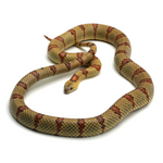 Highland Herbs Yellow Nuevo Leon Kingsnake
