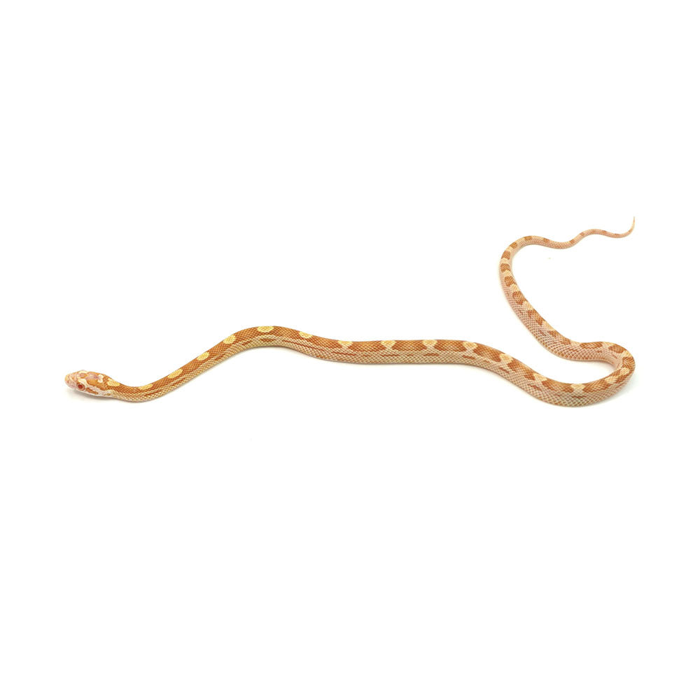 Butter Motley Corn Snake