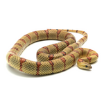 Highland Herbs Yellow Nuevo Leon Kingsnake