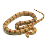 Highland Herbs Yellow Nuevo Leon Kingsnake
