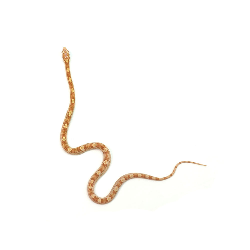 Butter Motley Corn Snake