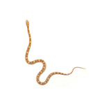 Butter Motley Corn Snake