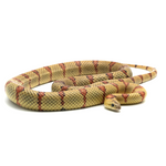 Highland Herbs Yellow Nuevo Leon Kingsnake