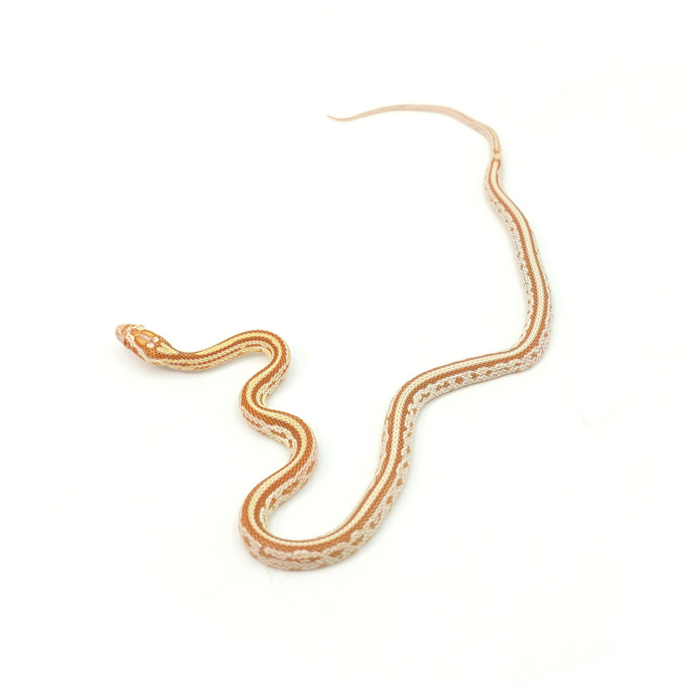 Butter Stripe Corn Snake