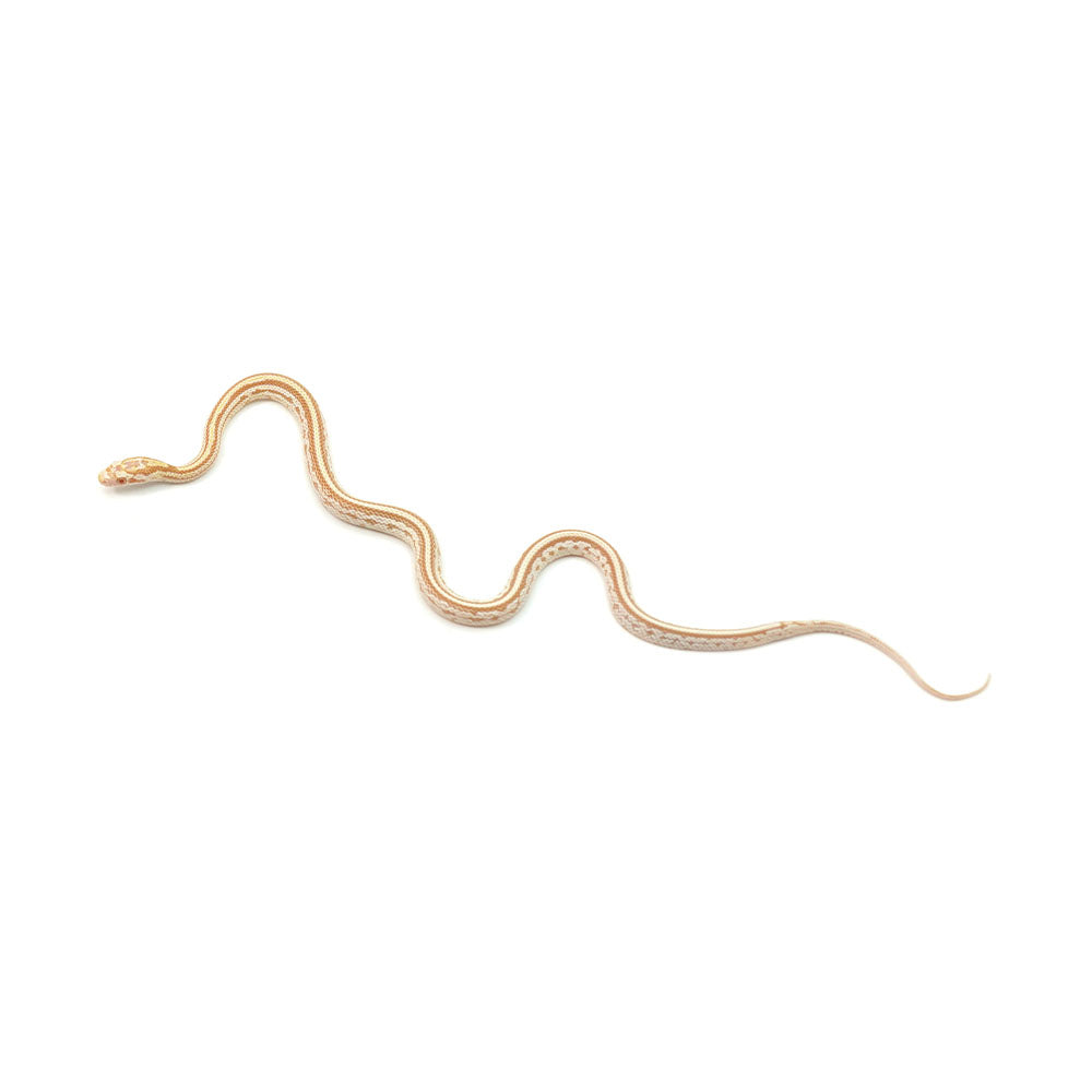 Butter Stripe Corn Snake