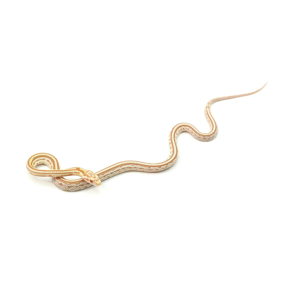 Butter Stripe Corn Snake