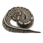 Hypo Cinnamon Ball Python