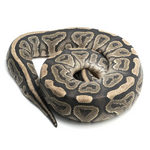 Hypo Cinnamon Ball Python