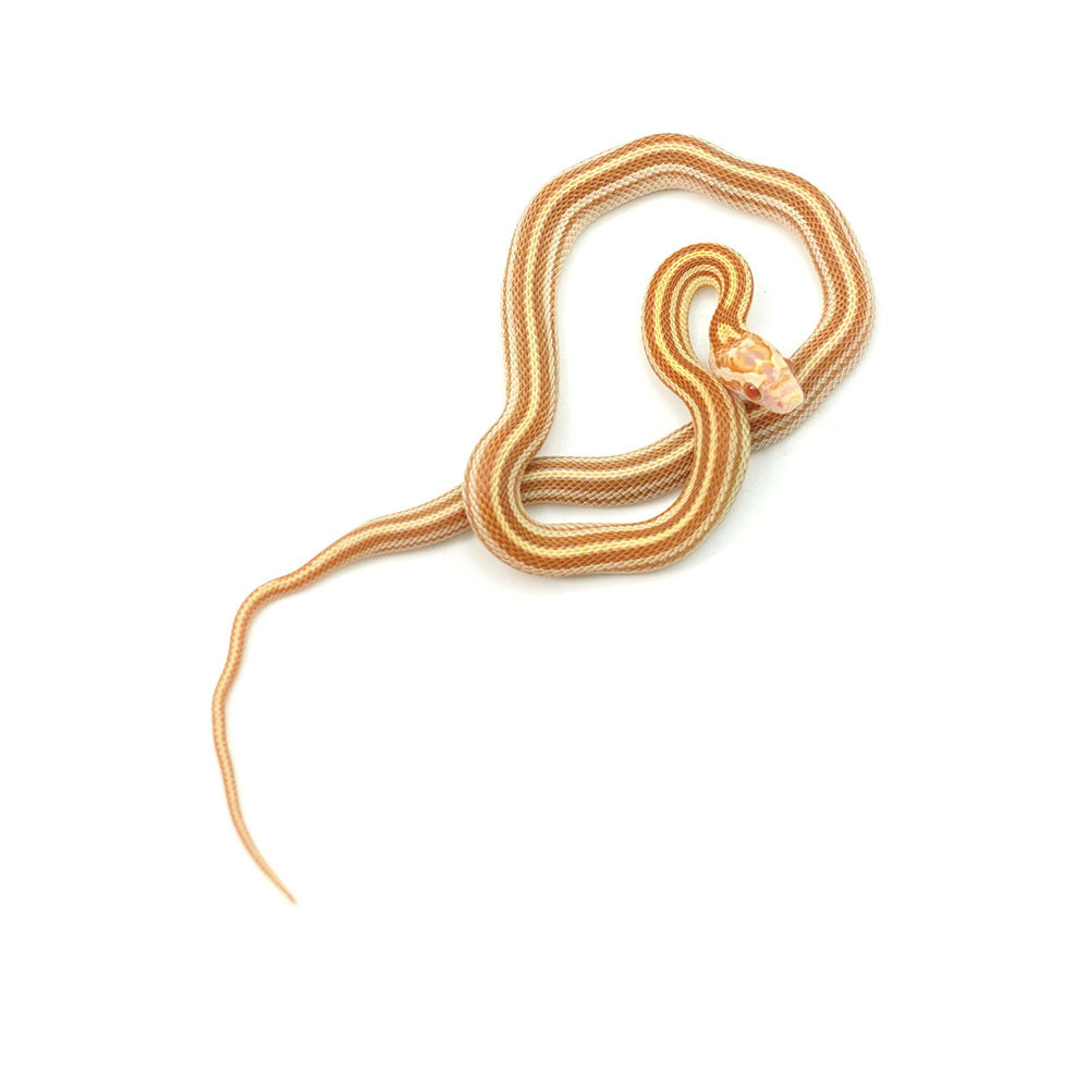 Butter Stripe Corn Snake