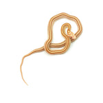 Butter Stripe Corn Snake