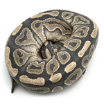 Hypo Cinnamon Ball Python