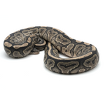 Hypo Cinnamon Ball Python