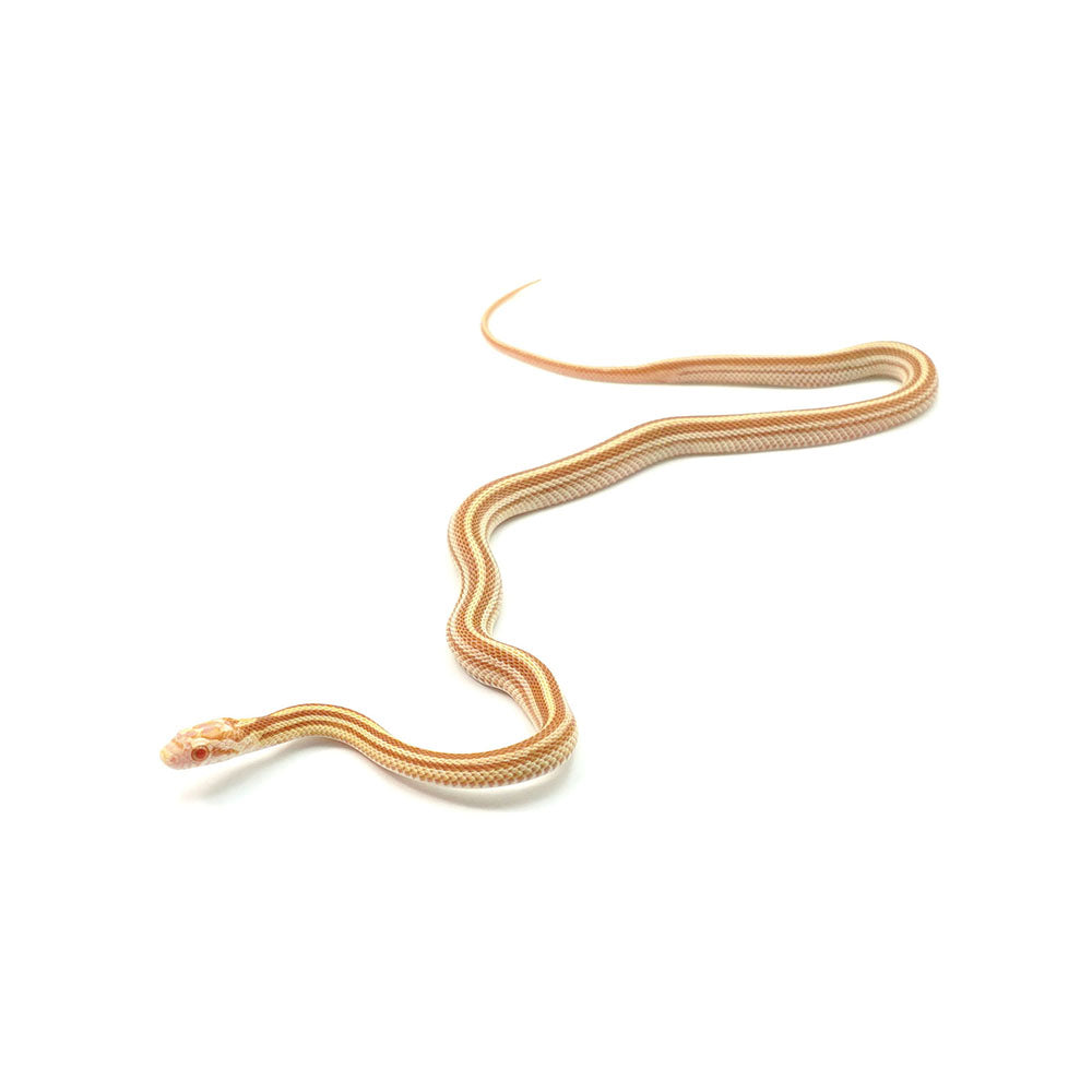 Butter Stripe Corn Snake