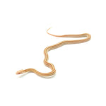 Butter Stripe Corn Snake