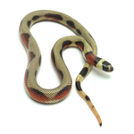 Aberrant Stuart Milk Snake