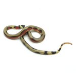Aberrant Stuart Milk Snake