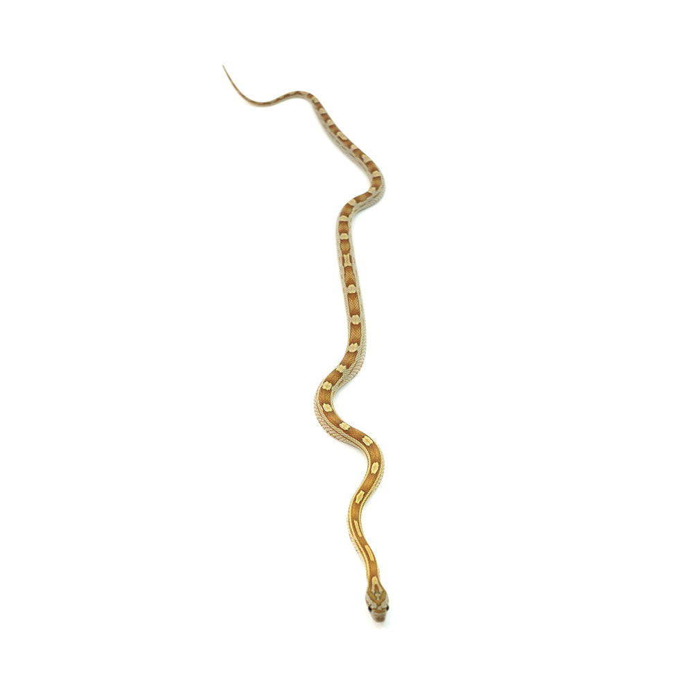 Caramel Motley Corn Snake