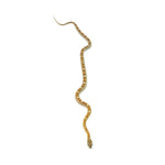 Caramel Motley Corn Snake