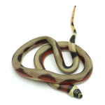 Aberrant Stuart Milk Snake