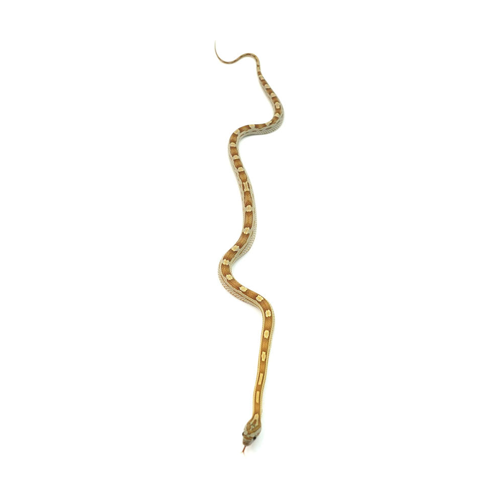 Caramel Motley Corn Snake