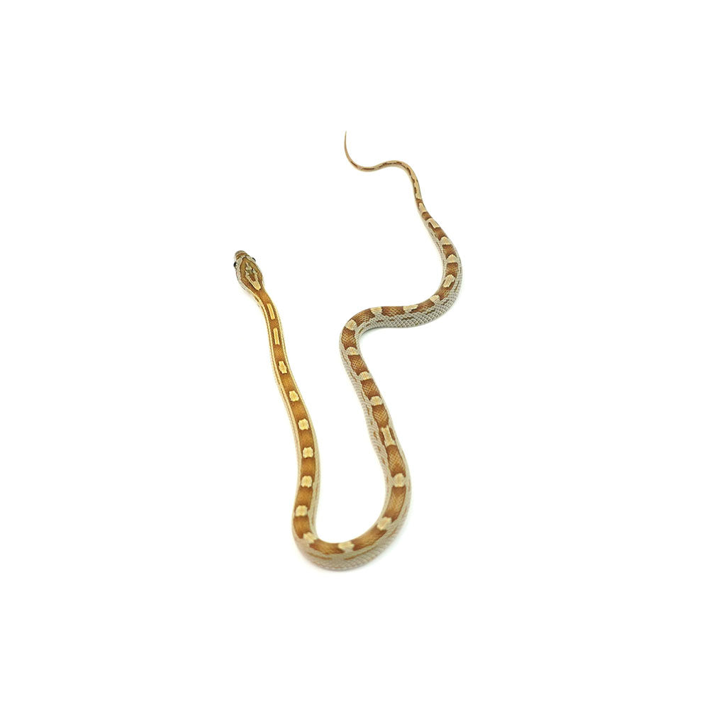 Caramel Motley Corn Snake